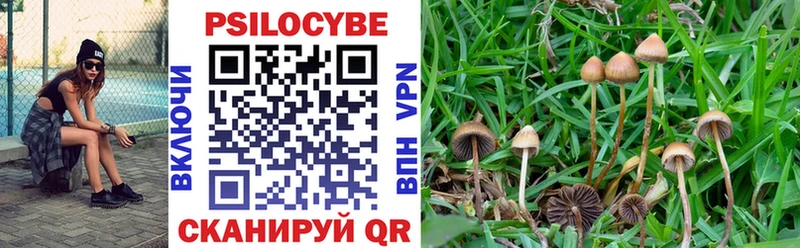 Галлюциногенные грибы Psilocybine cubensis Шелехов